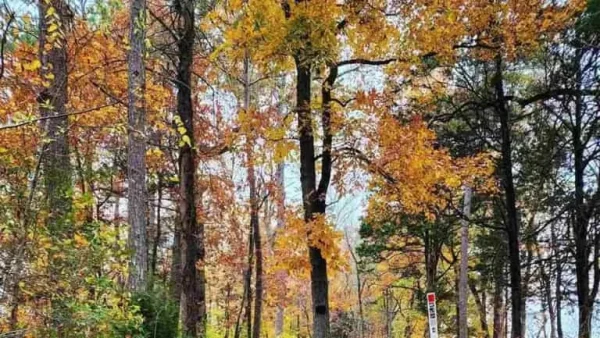 Autumn forest scene representing Katak month in the Punjabi calendar with vibrant fall colors