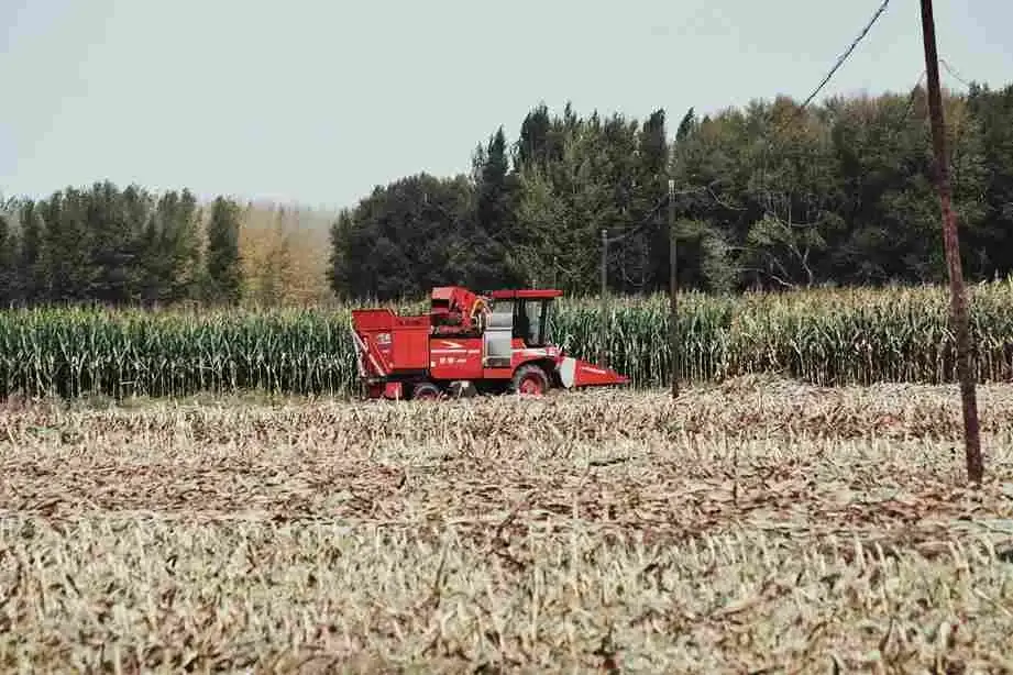 Harvested cornfield with red tractor representing Maghar month in the Punjabi calendar